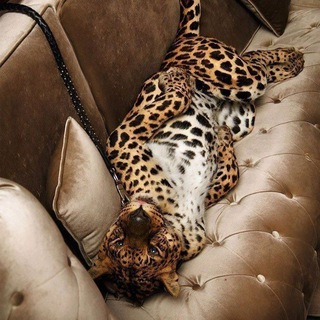 Telegram profile photo for архив от айгерим🐅