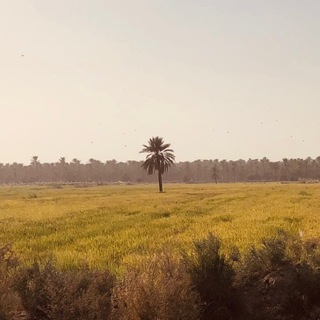 Telegram profile photo for یکنفر نخل🌴🇮🇷