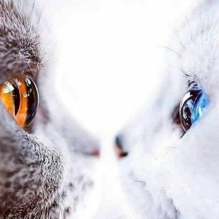 Telegram profile photo for سِسِـ💙ــمٌـاااوَيـَـهہ❥
