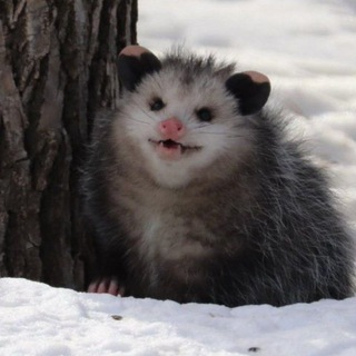 Telegram profile photo for • opossum den •