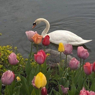 Telegram profile photo for شَجَرة|طاووس