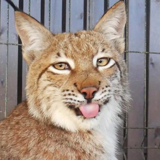 Telegram profile photo for Рысиные будни