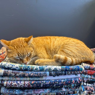 Telegram group profile photo for Cats Only Chat