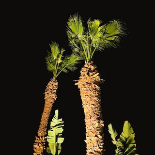 Telegram profile photo for Jannatda bir daraxt