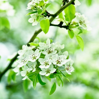 Telegram profile photo for دنیای گلها
