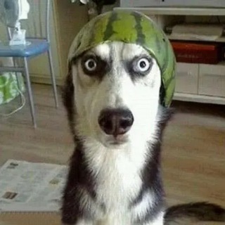 Telegram profile photo for 搞笑|沙雕|每日一笑