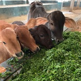 Telegram profile photo for Кормление коров Вриндавана