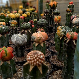 Telegram profile photo for Cactus.King