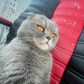 Telegram profile photo for ИЩУ БЕЛЯЕВКА