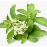Telegram profile photo for Gesundheit Natur Pflanzen