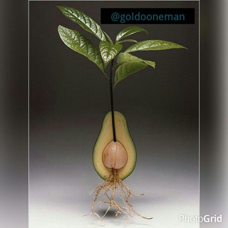 Telegram profile photo for تبلیغات گلدون من