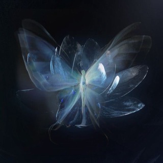 Telegram profile photo for 🈳🦋!¡ GUNME