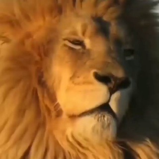 Telegram profile photo for IL BRANCO DI LEONI & LEONESSE INCAZZATI/E CONTRO L'ÉLITE E L'ARISTOCRAZIA NERA 🕵"