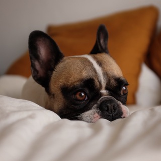 Telegram profile photo for гуд буллинг