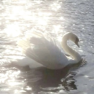 Telegram profile photo for White swan 🦢