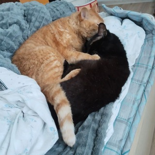 Telegram profile photo for Эдельвейс в полях переводов