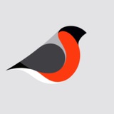 Telegram profile photo for Birds