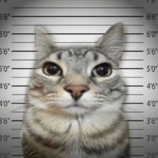 Telegram profile photo for Мурз