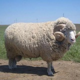 Telegram profile photo for Баранья кудря💪🐑