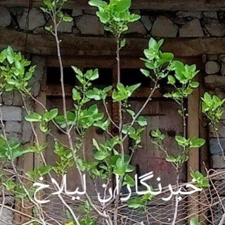 Telegram profile photo for شهروند خبرنگار