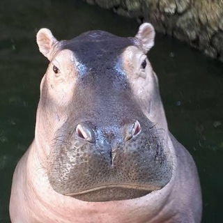 Telegram profile photo for KHAMOO | CTO