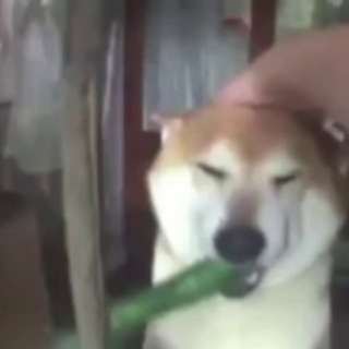 Telegram profile photo for Scammers Village