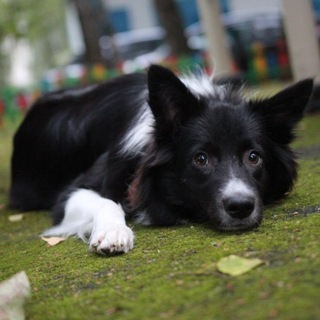 Telegram profile photo for Alice Was Made for Love