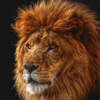 Telegram profile photo for مروری بر زندگی گربه سانان همراه با شروین صیامی