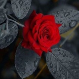 Telegram profile photo for اٱقـــــــــٓتباٱساٱت الڴلآام♪.