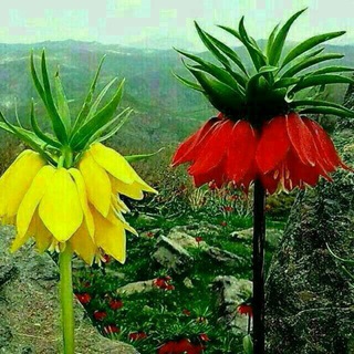 Telegram profile photo for هواپیمایی راه جوی