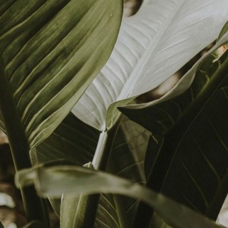 Telegram profile photo for ويبقى الأثر🌱.