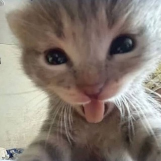 Telegram profile photo for radio sasha