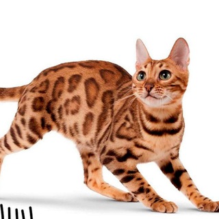 Telegram profile photo for Бенгальские котята из питомника