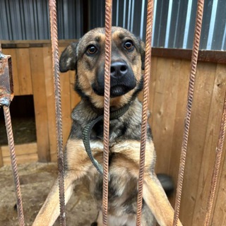 Telegram profile photo for «СПАСИТЕ НАШИ ДУШИ»💔🆘🐶