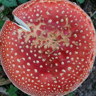 Telegram profile photo for ГРИБИ КАРПАТ 🍄