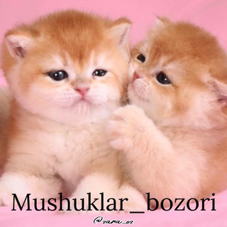 Telegram group profile photo for 🇺🇿 Mushuklar bozori guruhi
