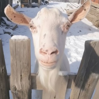 Telegram profile photo for Коза Lovit