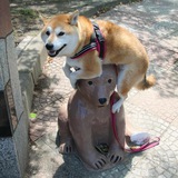 Telegram profile photo for Приколы/гифы