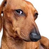 Telegram profile photo for Такса рисует