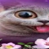Telegram profile photo for Жопы