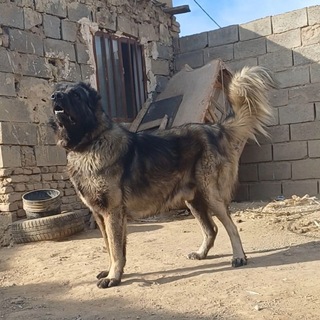 Telegram profile photo for عشقبازان ازربایجان،عجبشیر