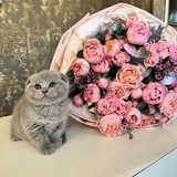 Telegram profile photo for وَوَصَّيْنَا الْإِنسَانَ بِوَالِدَيْهِ🩷
