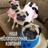 Telegram profile photo for переходник аморал впкф