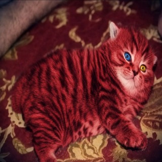 Telegram profile photo for ЩП ГОГОЛЯ