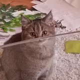 Telegram profile photo for мушушу и бибиби