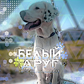 Telegram profile photo for 🍀️Белый Друг🐾