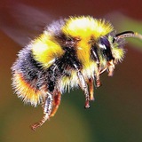 Telegram profile photo for BOMBUS
