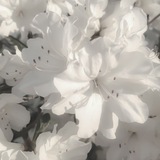Telegram profile photo for ‘‘𝓜𝓲𝓻𝓻𝓸𝓻𝓮𝓭 𝓢𝓴𝔂‚‚ — » INFO «