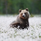 Telegram profile photo for ᴳʳⁱᶻᶻˡʸ ᴳⁱʳˡ ᴴᵒᵐᵉ ⸙