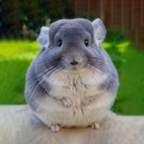Telegram profile photo for CHINCHI